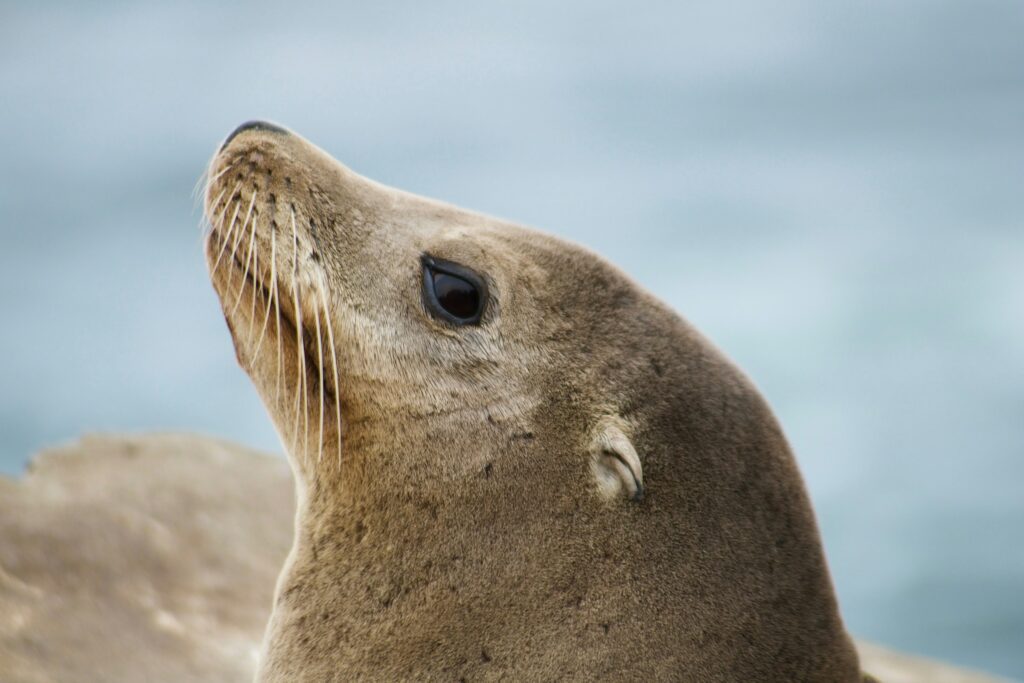 Sony And Ai Singapore Team Up For Sea Lion Llm Development