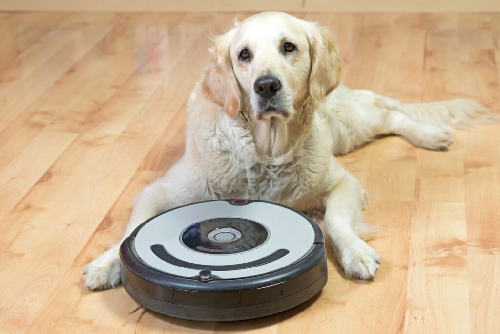 Golden Retriever's Hilarious Reaction To Robot Vacuum Intrusion